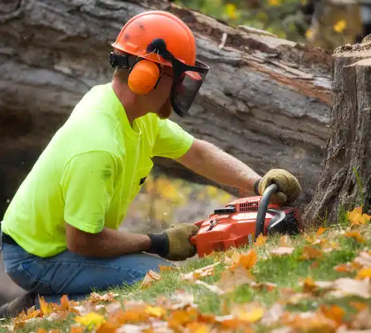 tree services Castalia